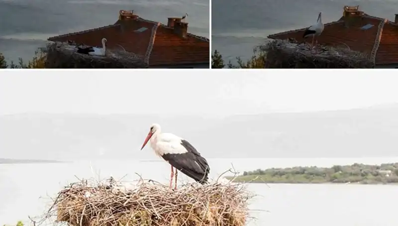 Yaren Leylek Depremi Öncesinde Tüyleri Diken Diken Oldu
