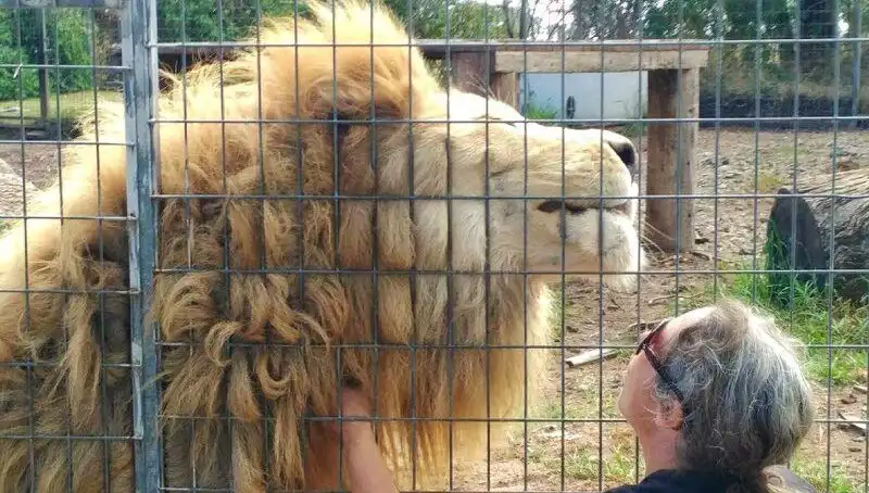 Avustralya'da Aslan Saldırısı: Kafeste Kadına Şok Edici Kaza!
