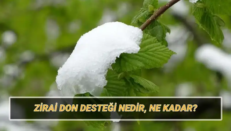 Zirai Don Desteği 2023: Kimler Yararlanacak, Ne Kadar Ödeme Alacak?