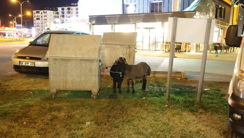 Yola Düşen Mor Karaman Koyunları: Terke Terk Edilen Hayvanların Dramı