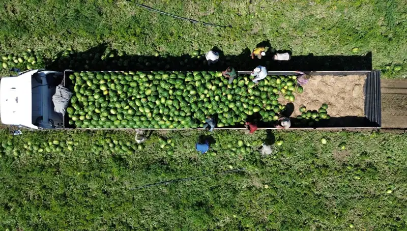 Bafra Ovası'nda 94 Bin 500 Ton Karpuz Rekoltesi: Beklentiler Söz Konusu!