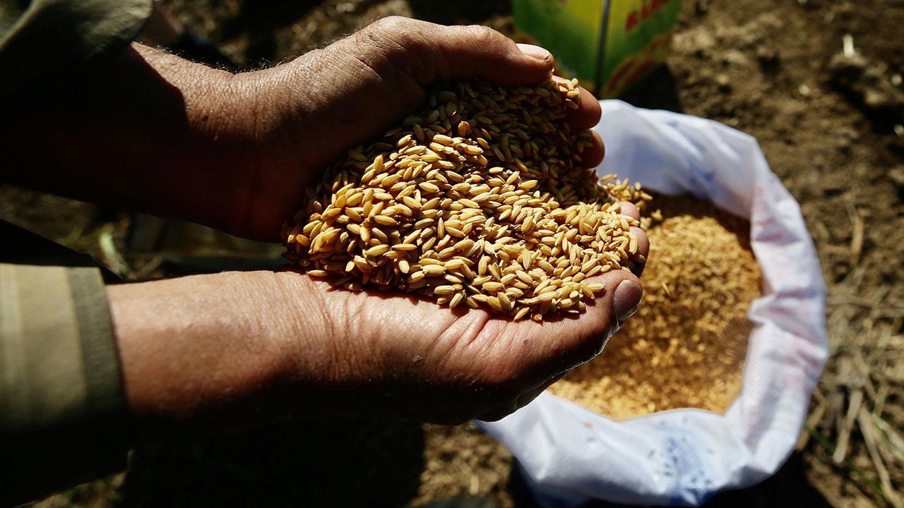 Ata Tohumları Artık Tarım Kredi Marketlerinde Satılıyor