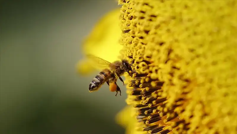 Arı Ölümlerinde Çarpıcı Gelişme: Kır Çiçeklerindeki Zehirler Ortaya Çıktı!