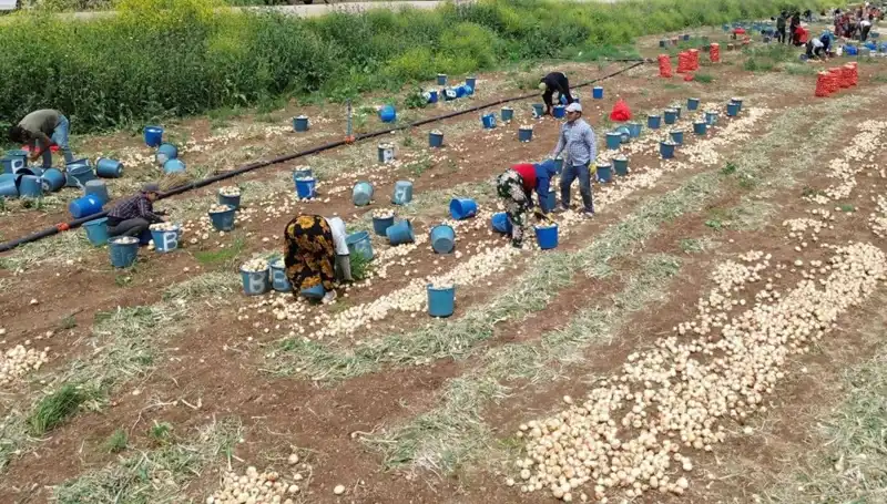 Soğan Hasadı Başladı: Fiyatlar Düşüşe Geçti, Pazarlar Canlandı