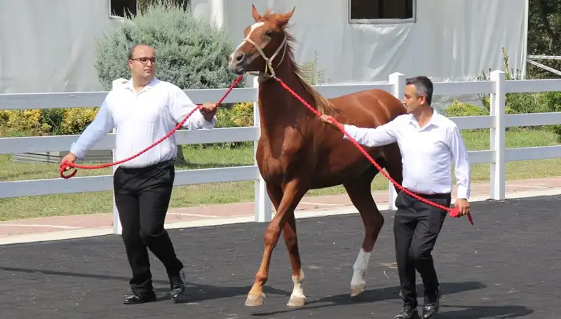 Ankara’da Rekor Kıran "Taşkın Kral": Bu Ne Demek Anlamak İçin Okuyun!