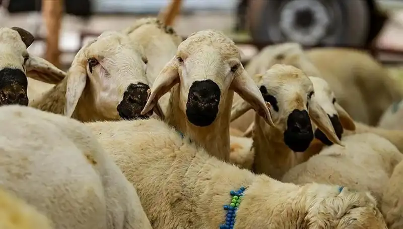 Kurban Bayramı 2025: Kurban Kesmek Farz Mıdır? Her Şey Burada!