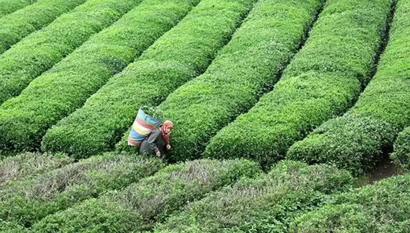 ÇAYKUR, Bayramda da Yaş Çay Alımına Süreklilik Getiriyor