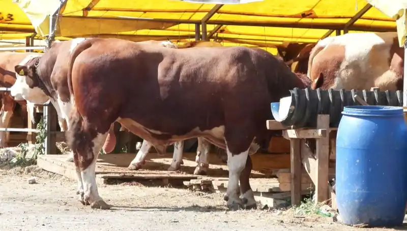 Kurban Pazarlarında Olağanüstü Hareketlilik: Fiyatlar Ne Olacak?