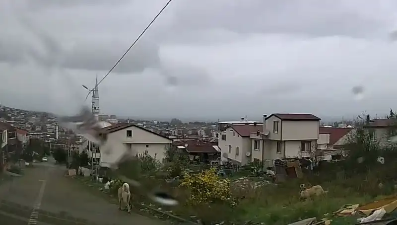 Sahipsiz Köpeklerin Salgınında Küçük Çocuğun Acı Kayıpları