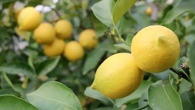 Limonun Fiyatı Uçuyor: Başkent’te 24 Lira Olması Şaşırttı!