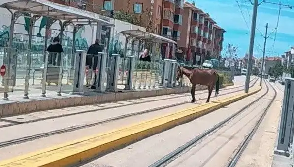 Eskişehir’de Tramvay Raylarında Başbaşa At Görüntüleri Şaşırttı!