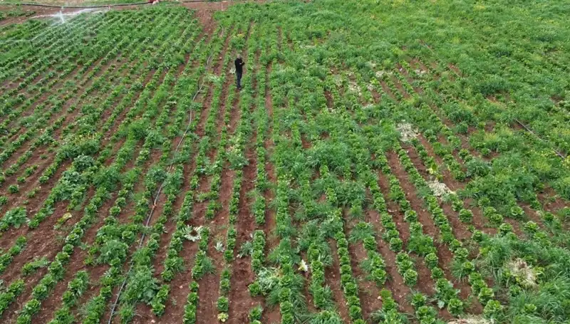 Marul Hasadı Kuraklıktan Etkilendi: Üreticiler Ne Yapacak?
