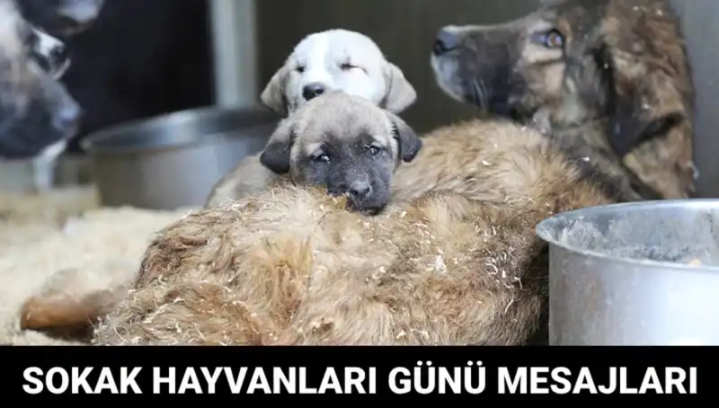 Dünya Sokak Hayvanları Günü: Farkındalık Yaratmak İçin Bir Fırsat