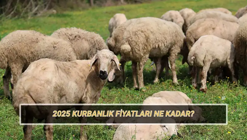 2025 Kurbanlık Fiyatları: Büyükbaş ve Küçükbaş Kurbanlarda Son Durum
