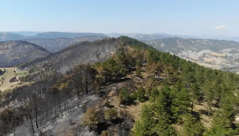 Bolu'da 5 Milyon Fidan, Doğa ile Buluşuyor: Yeşil Geleceğe Büyük Adım