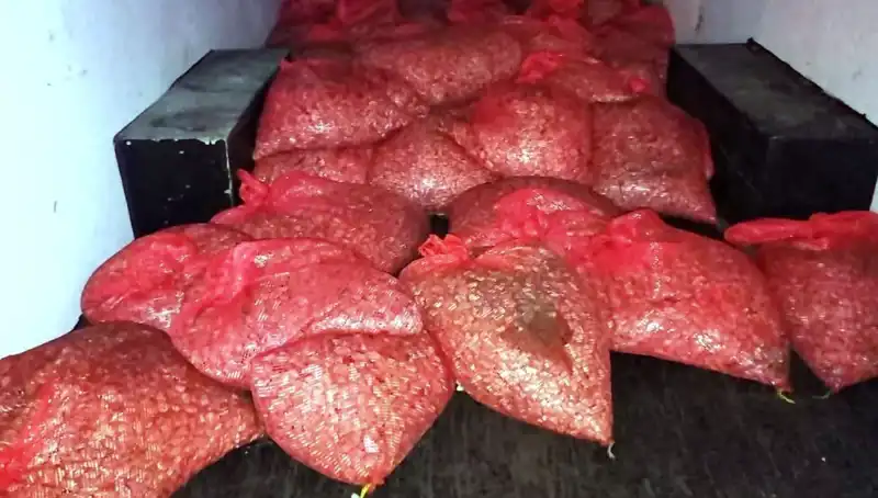 Samsun'da Şok: 1,5 Ton Kaçak Midye Ele Geçirildi!