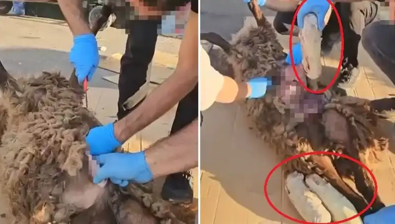 Ölü Koyunun Karnından Çıkanlar: Ankara'da Şok Eden Zehir Taciri Operasyonu