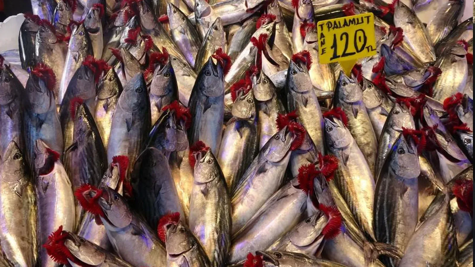 Yaylalara Kar Yağdı, Denizde Fırtına Çıktı: Palamut Fiyatları Hızla Yükseldi