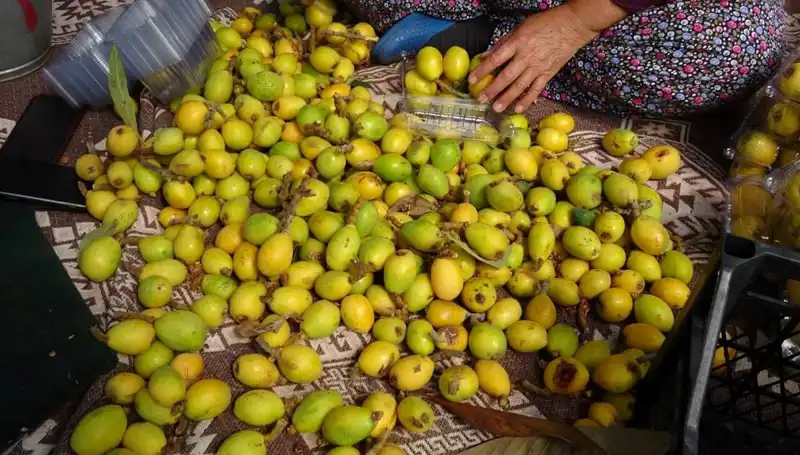 Muşmula Hasadı Başladı: Fiyatlar Neden 150 TL’ye Ulaştı?