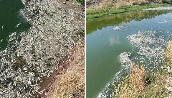 Karasu Çayı'nda Yaşanan Balık Ölümleri İçin Geniş Kapsamlı İnceleme Başlatıldı