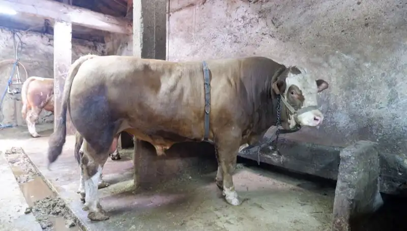 Tam 1 Ton 200 Kilo, Dudak Uçuklatan Fiyatıyla Alıcı Buldu!