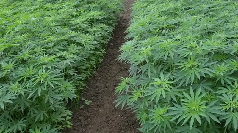 Kenevir Yetiştiriciliğinde Tarihi Karar: 21 İlde Üretim Resmi Gazete'de Onaylandı