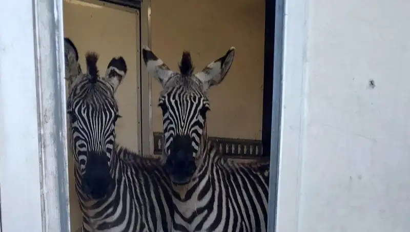 Sınırda Yakalanan Minibüsün İçinde Gizemli Yolcular: 2 Zebra, 6 Maymun ve Daha Fazlası!