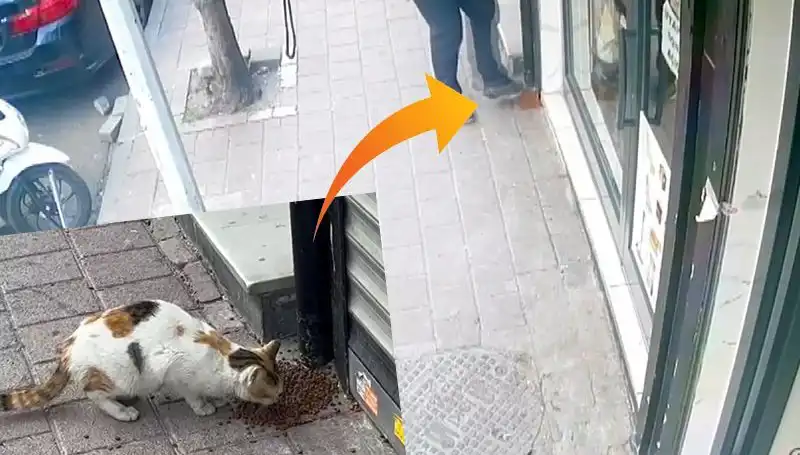 Kediler, Mamalara Ulaşmak İçin İlginç Bir Plan Geliştirdi