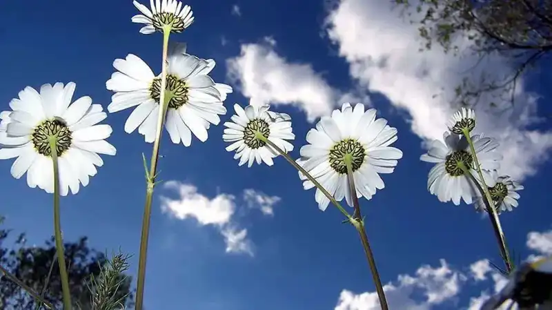 2026 Cemre Düşme Tarihleri: Baharın Gelmesi İçin Geri Sayım Başladı!