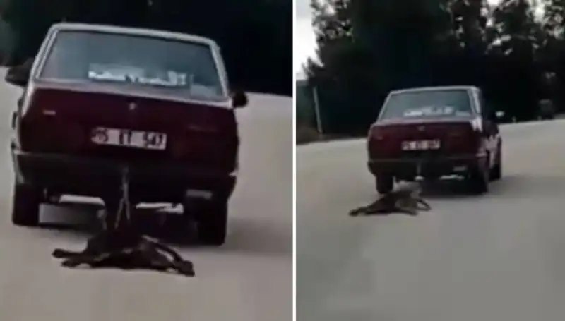 : Otomobilin Arkasına Bağlanan Köpek, Sürüklenerek Hayat Mücadelesi Verdi