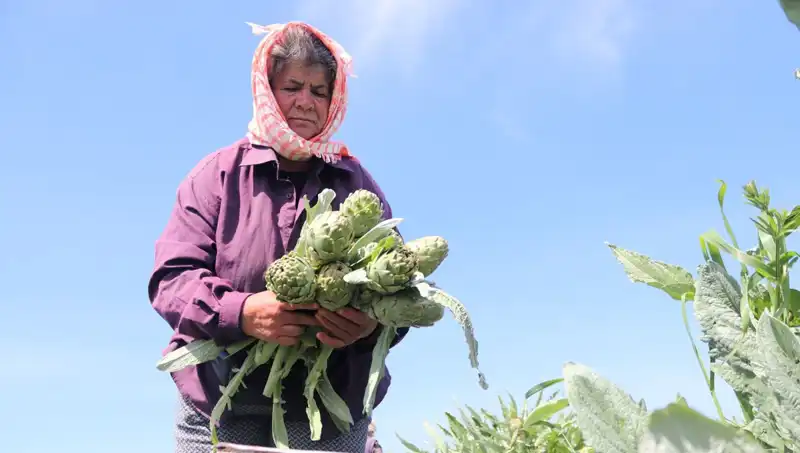 Tarladan Sofralara: Tezgahta Tanesi 50 TL Olan Ürünlerin Detayları
