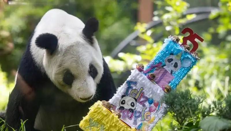 35 Yaşına Bastı: Dev Panda Xin Xin'in Kutlama Günü