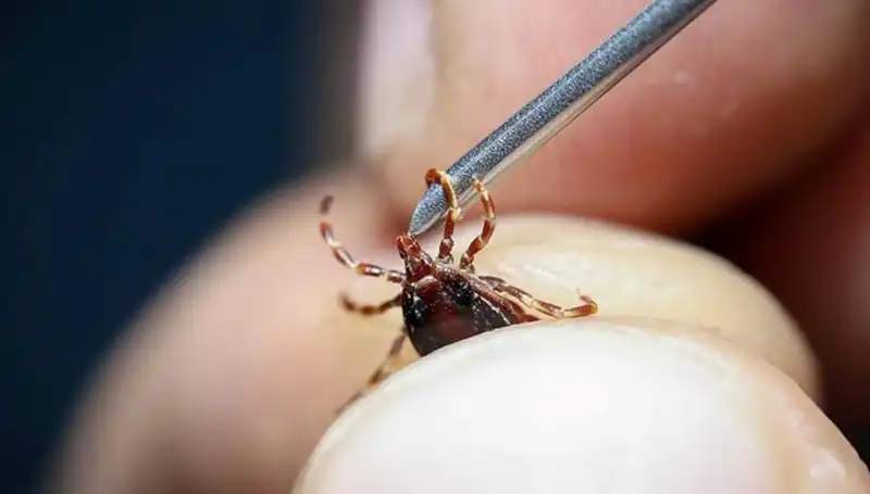 Yaz Geldi, Kene Riskine Dikkat: Sağlık Bakanlığı'ndan Önemli Uyarılar!