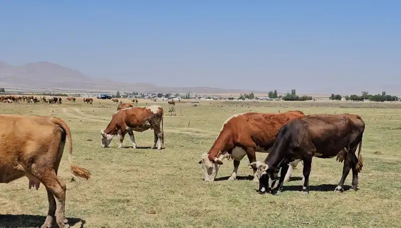 Arin Gölü Kurudu: Ankara'da Su Sıkıntısı Tehlikesi Kapıda