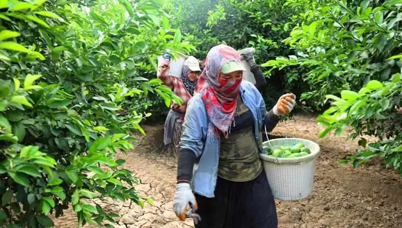 Market Fiyatları Yükseliyor: Limon Kilosu 150 Lirayı Aştı