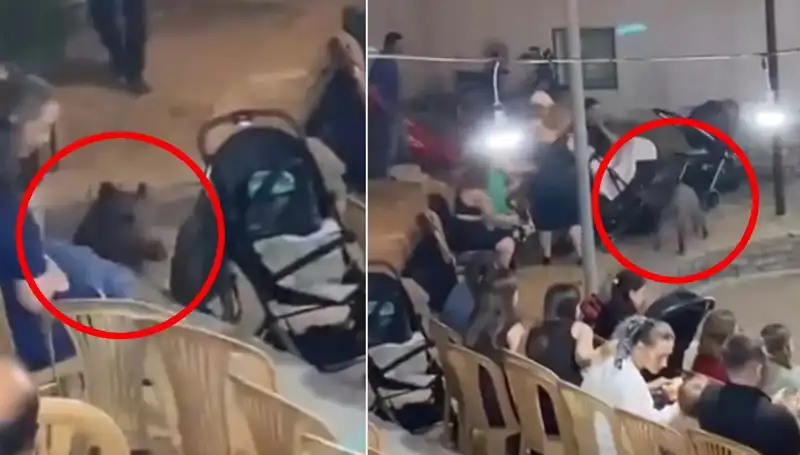 Düğünde Yaban Domuzu Paniği: Misafirler Kaçarken Eğlenceyi Yarıda Bıraktı!
