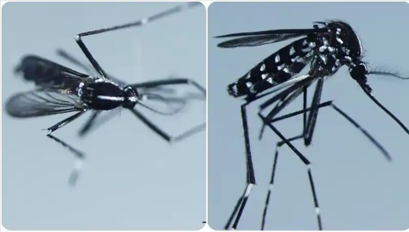 Chikungunya Virüsü: Belirtileri ve Dünyada Görüldüğü Ülkeler