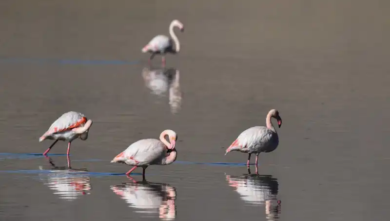 Kuş Cenneti Kuraklığın Pençesinde: Flamingo Popülasyonunda Çarpıcı Düşüş