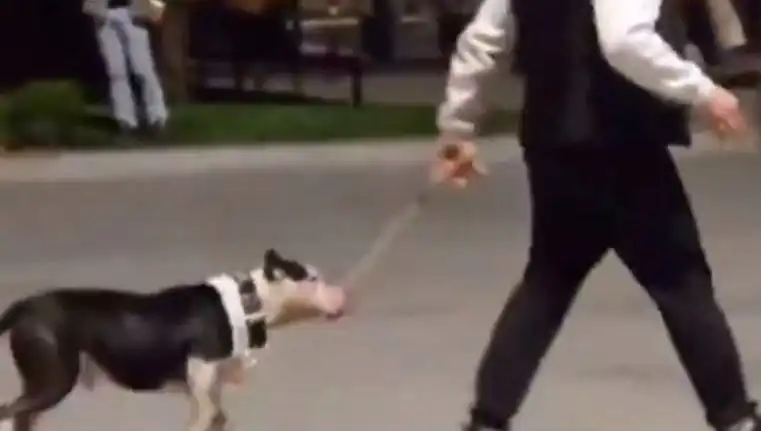 Ağızlıksız Pitbull, Diğer Köpekleri Saldırıya Uğrattı: Sahibi Cezalandırıldı