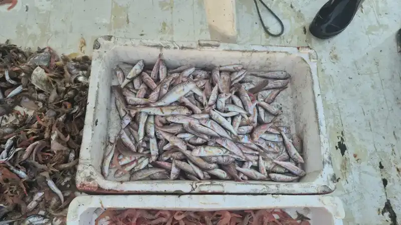 Denizden Gelen Tazelik: Limanda Taze Balık Satışı Başladı